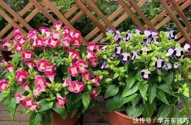 养花必备的“多菌灵”,正确使用才有效果,不然用了也白用!