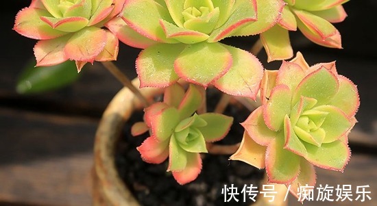 静夜|养什么多肉好6种好看好养又不贵的多肉,美成一道风景线!