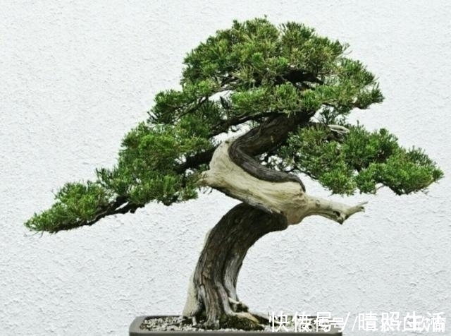 初学养盆景首先要注意下面这几个问题