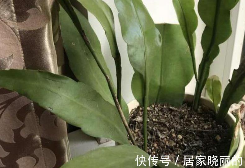长势|9月扦插5种花，15天呼呼长新根新芽，入冬开出层叠群花