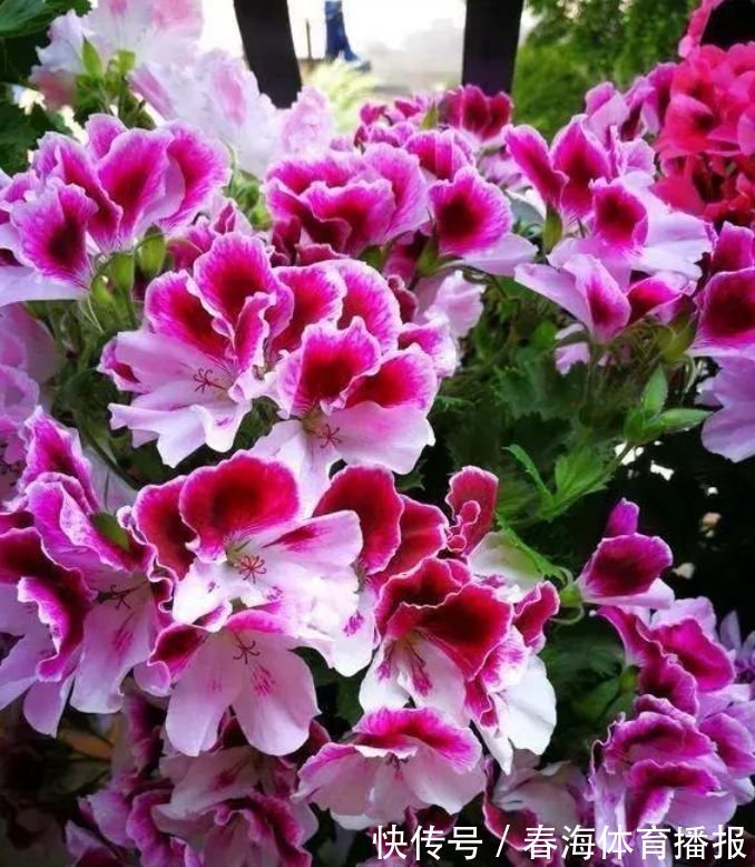 4种旺运花,吉祥添富贵,家养一盆,满屋飘香,比香水还好闻