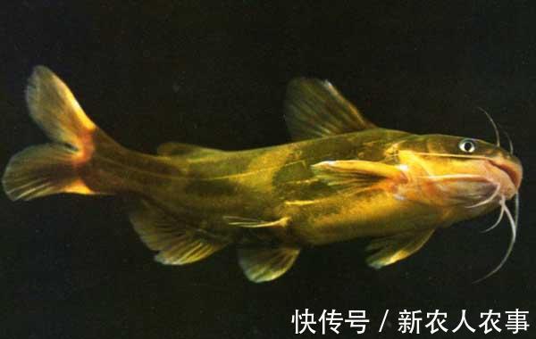 刺黄股|钓鲫鱼意外收获大货,贵阳钓友喜中一斤重的黄颡鱼,直接拉到手软