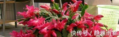 爆盆|养蟹爪兰做好三点，叶肥根壮，开花爆盆，养不好已成过去