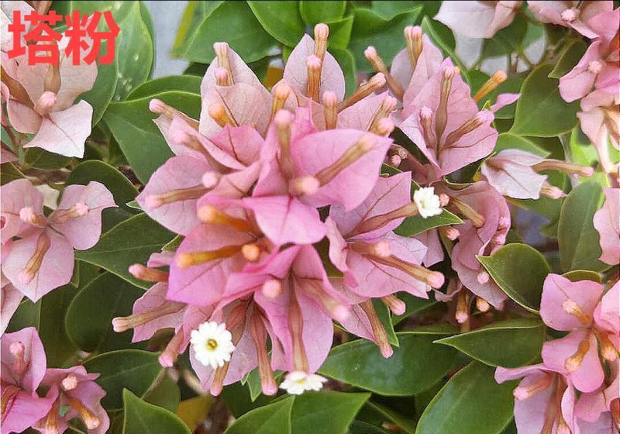 不怕晒的花,晒得越狠,花苞越多