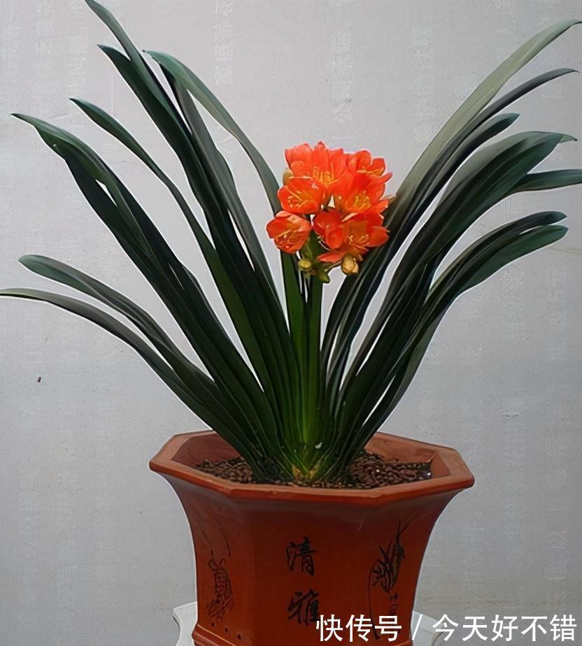 要想养好君子兰,这3步不能少,做好了新叶蹭蹭冒