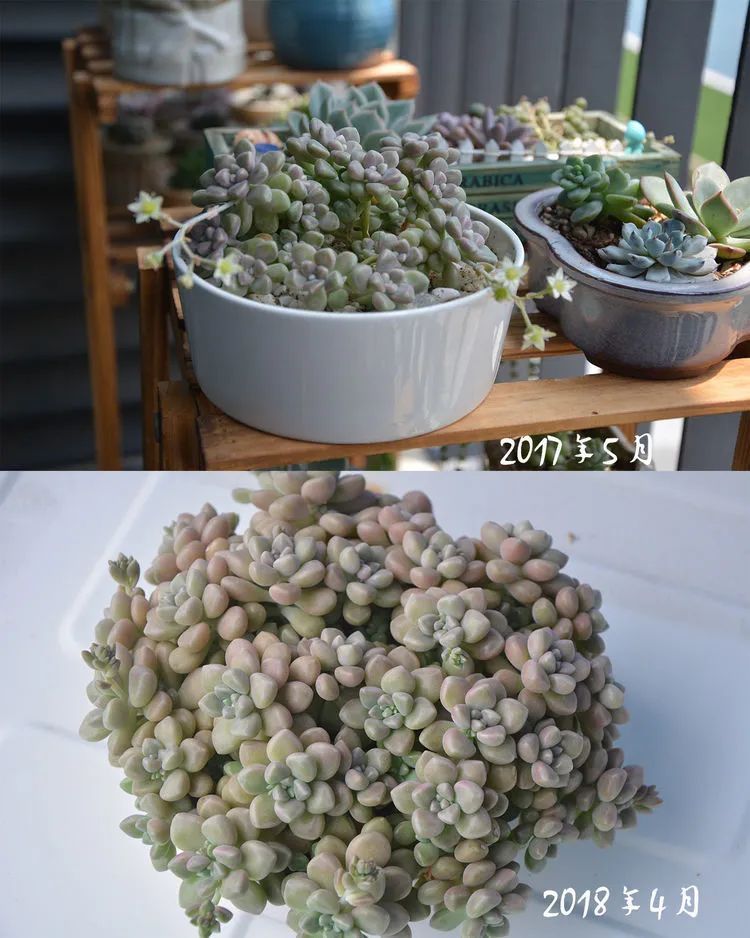 面朝大海的多肉们,在四季变迁中生生不息!