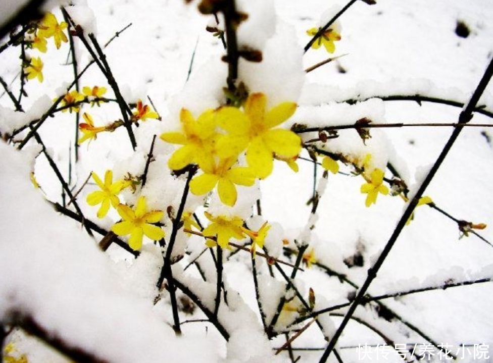 5种耐寒的花，冬天大雪压枝，姿态更优美