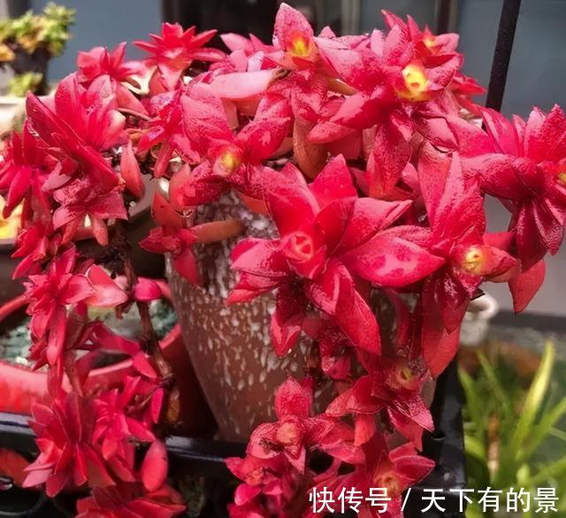 玉露|这“三多肉”怕日晒,放在封闭房间,叶片肥美不徒长,依旧长得旺