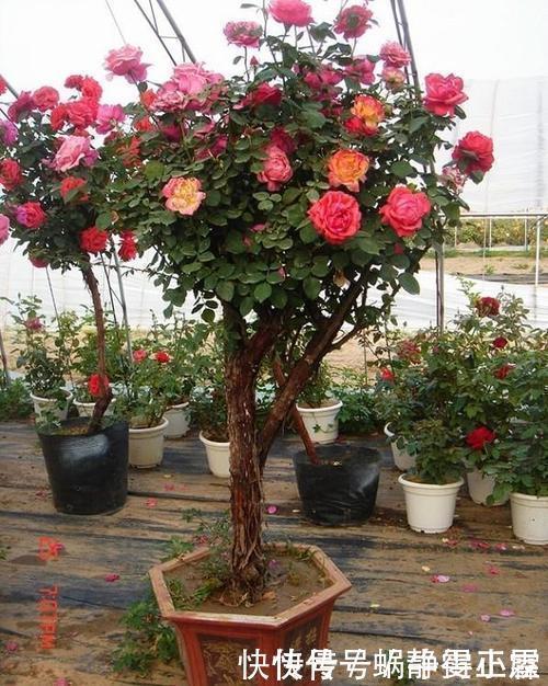 这花要勤修剪,不能养太老,越老开花越少,最后长成木疙瘩!