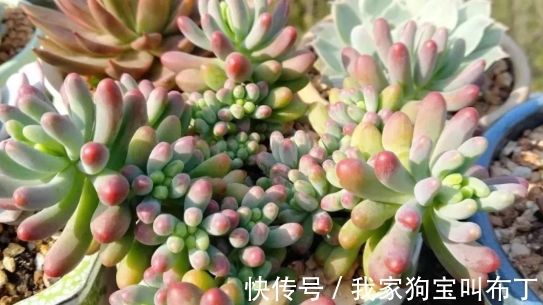 浇水|新买的多肉老桩,该怎么上盆和换盆?需要注意的地方真不少