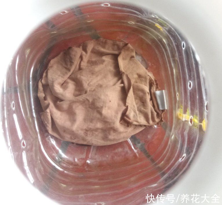 家里的油桶不要扔，拿来种菜养花，省钱又好用