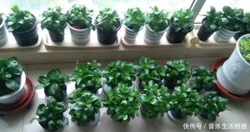 这2种花最好开春扦插,一片叶子长出一盆,今年开花不成问题!