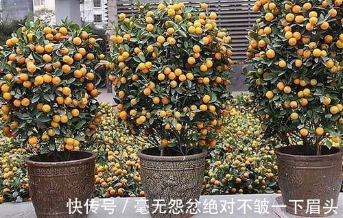 百合竹|这4种“吉祥花”寓意富贵,养了就是赚了,家里人都受益