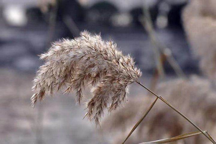 阿呸|怀着好心情，赏冬去