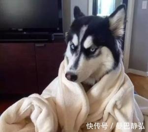|搞笑动物：去了一趟非洲回来之后，我就变成了一只超黑的狗狗了！