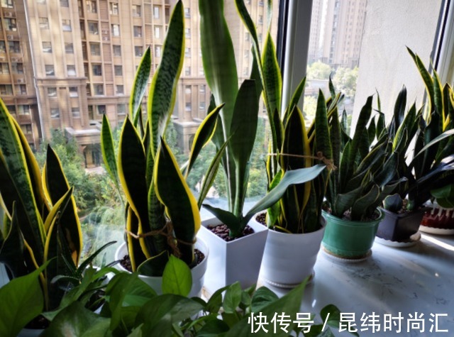 圆叶虎皮兰|虎皮兰进入8月经常“饿”,从三个方面喂饱它,才爱出小芽