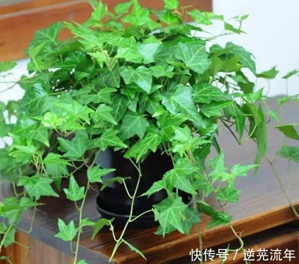 养这4盆花,在家吸烟也不怕,二手烟吸光光,空气清新,一家健康!