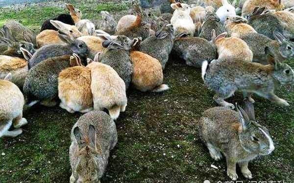 兔儿|周朝兴起源于“兔儿”,衰败时又有兔子现身,只是这次又多了匹马