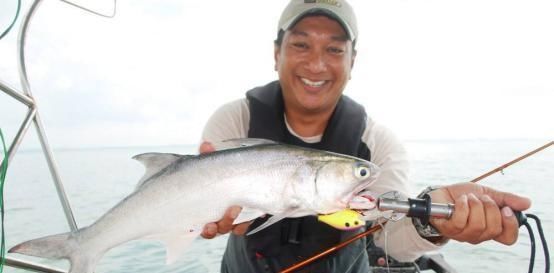 这鱼中国独有,被冠为最好吃的海鱼,营养价值极高,却少有人知