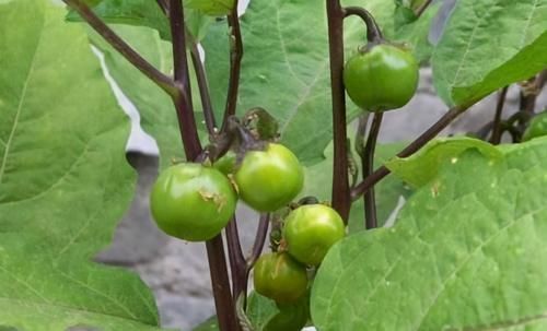 人到中年想長壽，3種食物換著吃，清熱利尿、祛濕排毒，好處多多