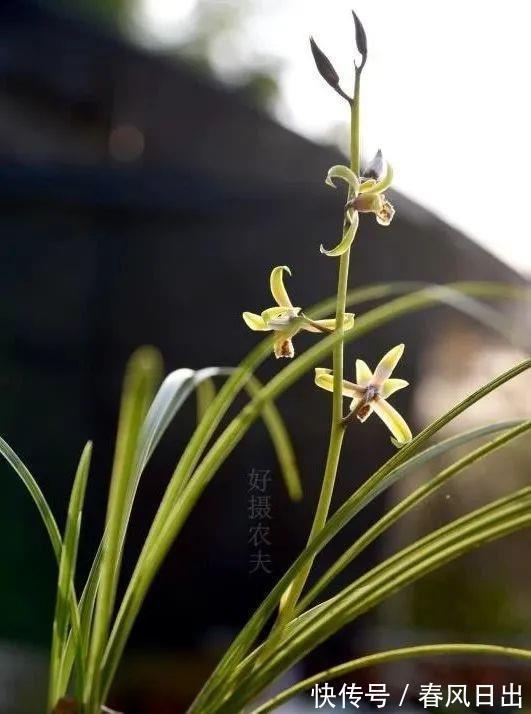 浇水|新手养兰花,别再这样浇水了!