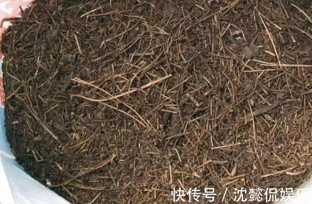 老花农1句话,茶花养的花大叶绿,比看书还长知识!