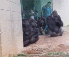 |搞笑动图:小兄弟:不要悲伤,人生的路还很长啊!