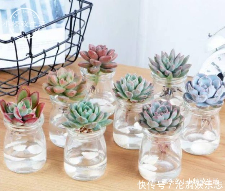 多肉|不喜水的多肉，却可以水培2种操作方法，肉肉照样出状态