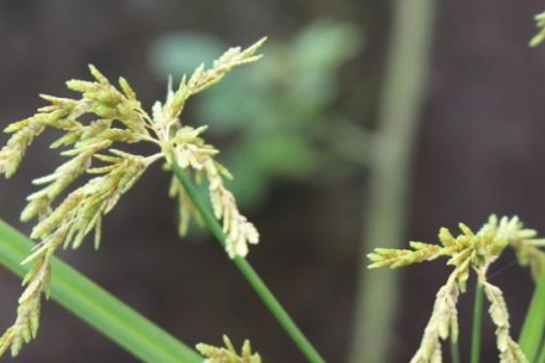 野生|它叫香附子,常被乡下人“嫌弃”,却不知是珍贵野生草药
