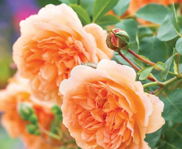 喜欢菊花，不如养盆“珍稀名菊”紫菊，好养易活，能开150天