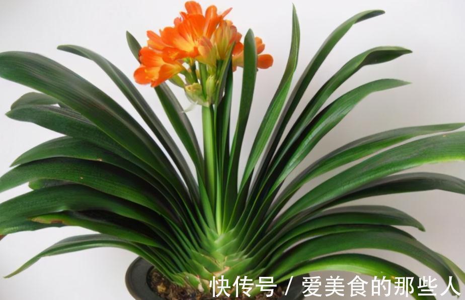 君子兰室内盆栽,12月满足4个条件,新叶花箭蹭蹭长,开花美