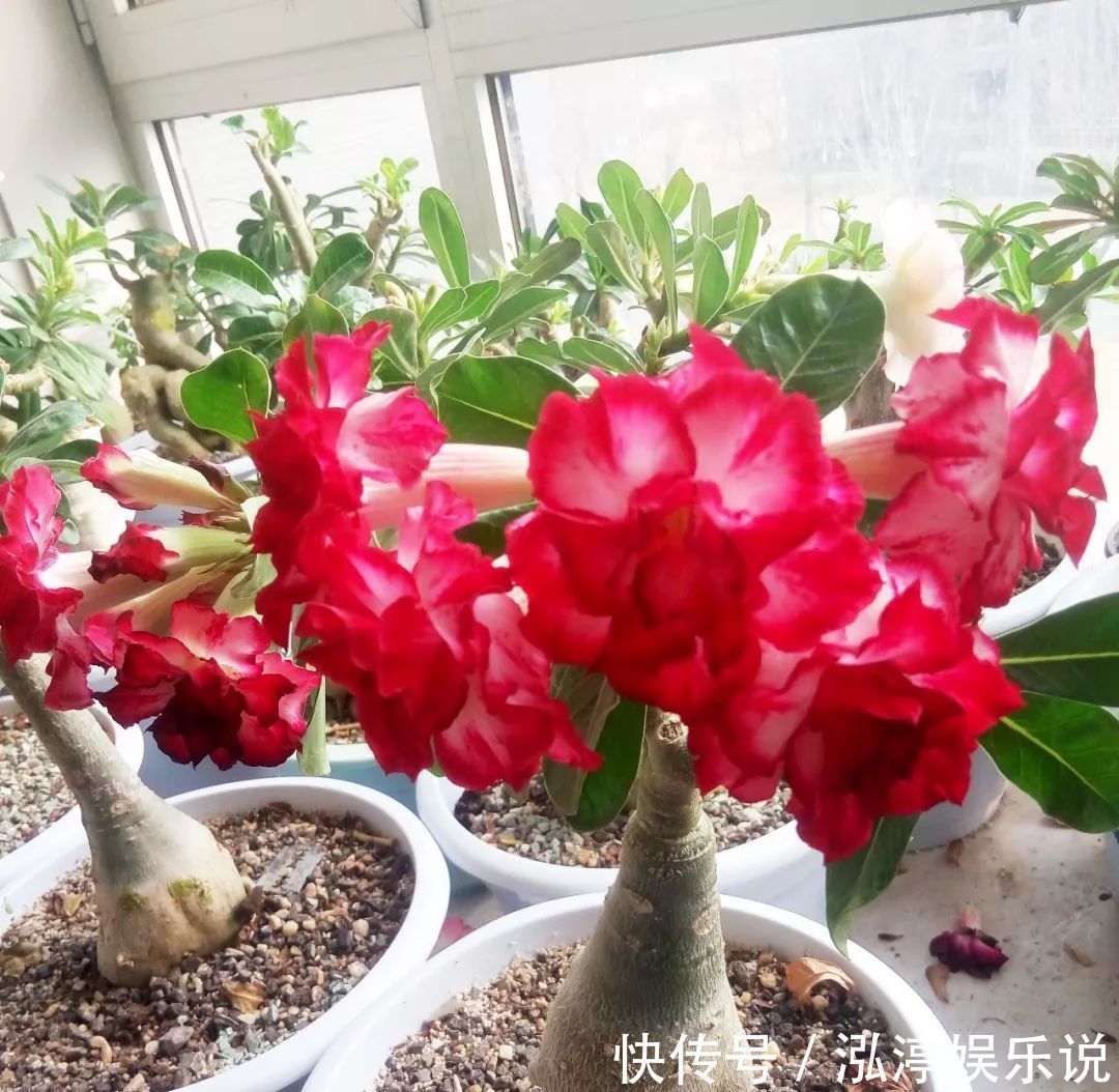 玫瑰花|沙漠玫瑰居然不是玫瑰花给沙漠玫瑰换个头，一株开花20朵，好看