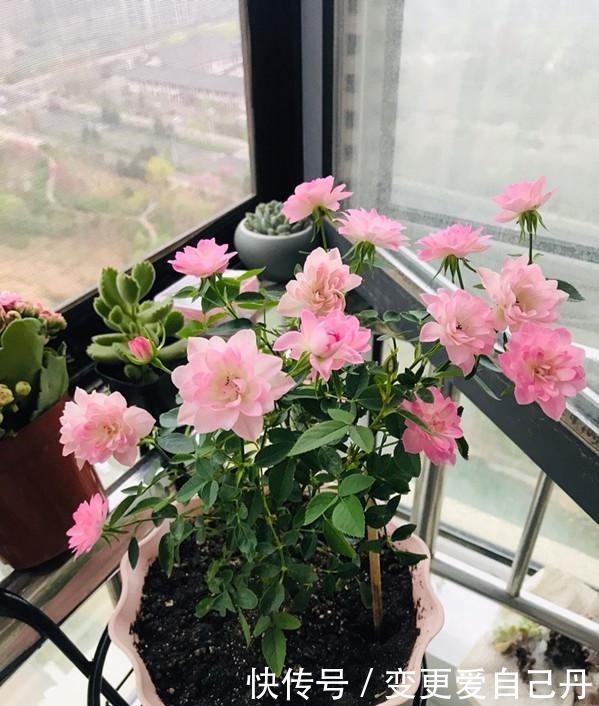 世界名花“天荷繁星”，花美似荷花，阳台养一株，四季有花看！