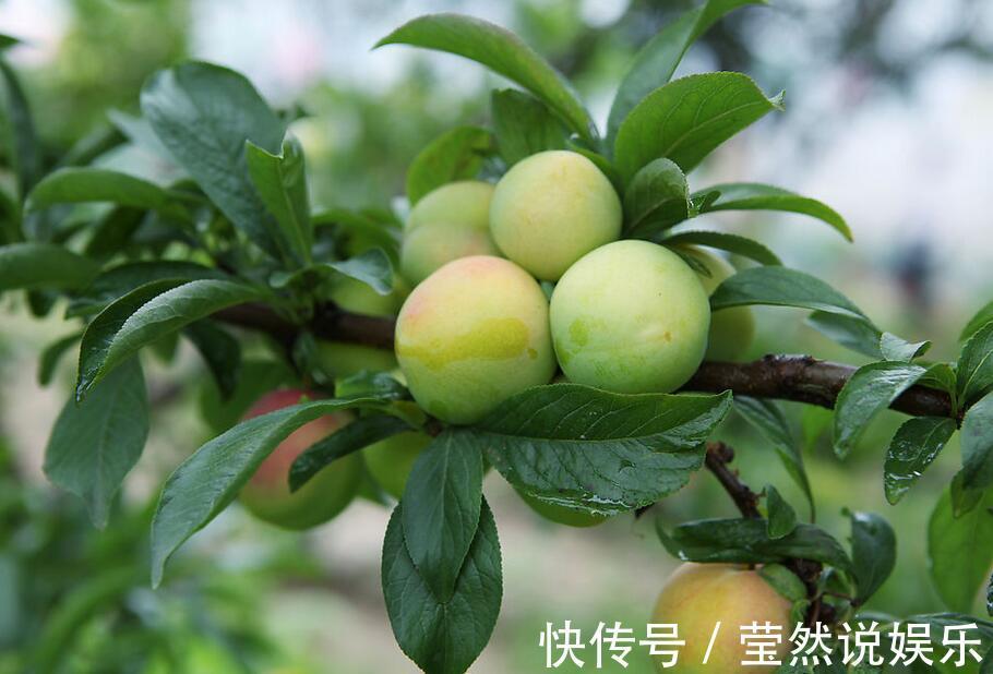 润肺|立秋后，咳嗽痰多很难受，莫慌！不妨多食此果，润肺止咳，降血压