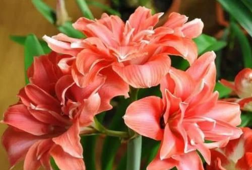 飘香藤|3种花深受花友的喜欢,沾土就能活,开花就爆盆,不易生病好养护