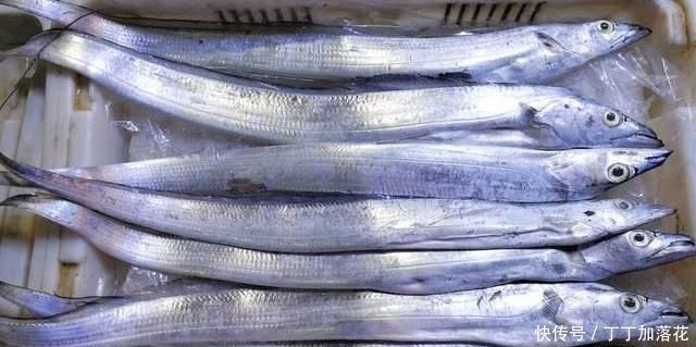 买带鱼别管大小,认准这4种买准没错,肉质厚嫩鲜美,保证新鲜