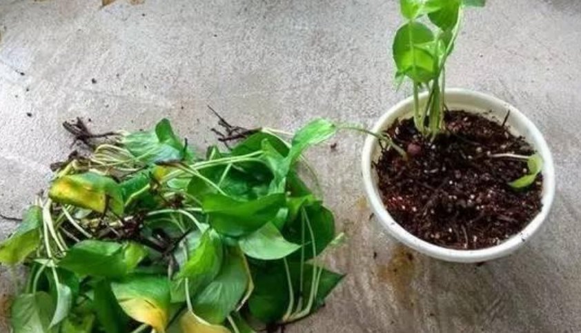 绿萝老黄叶,改掉你的坏习惯,绿萝精神抖擞,叶片油绿长得快