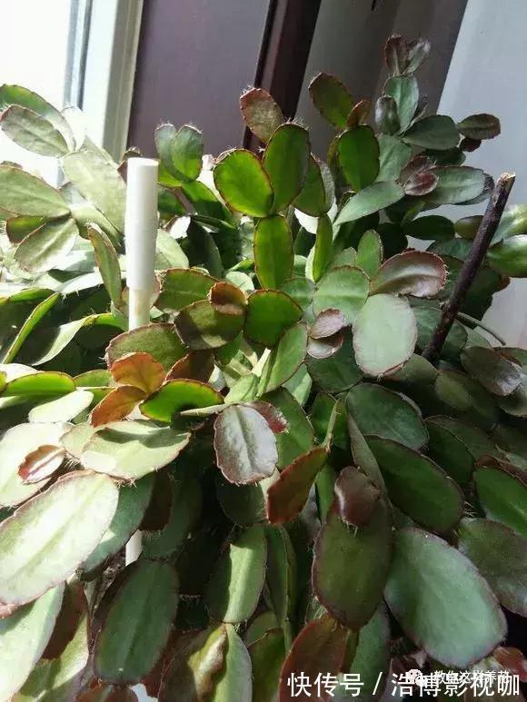 养了10年的蟹爪兰，发现是“假蟹爪兰”，却比真的还好看！