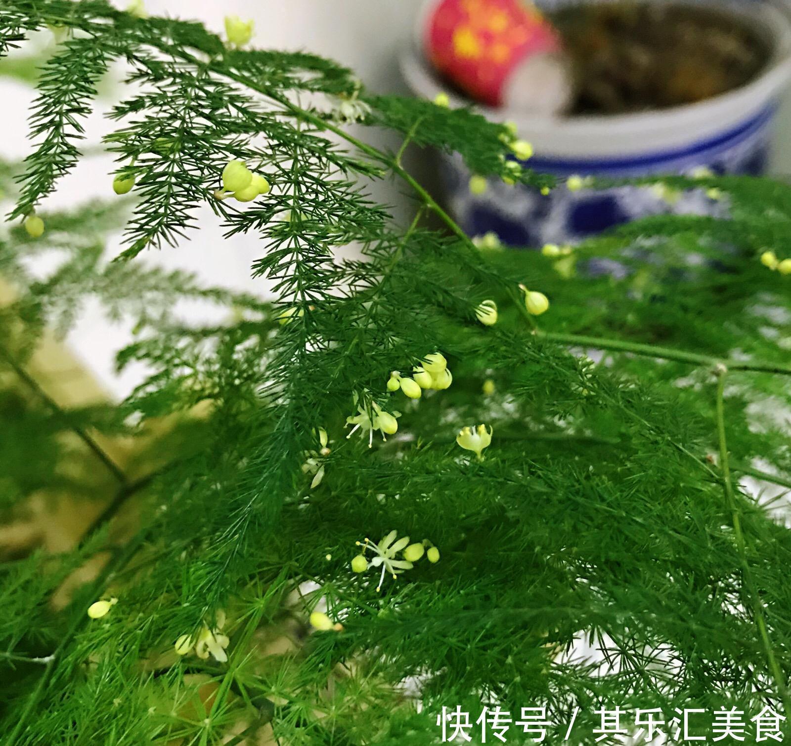 盆栽|家中养“5种竹”，富贵不俗，护家祥瑞，好日子节节高升