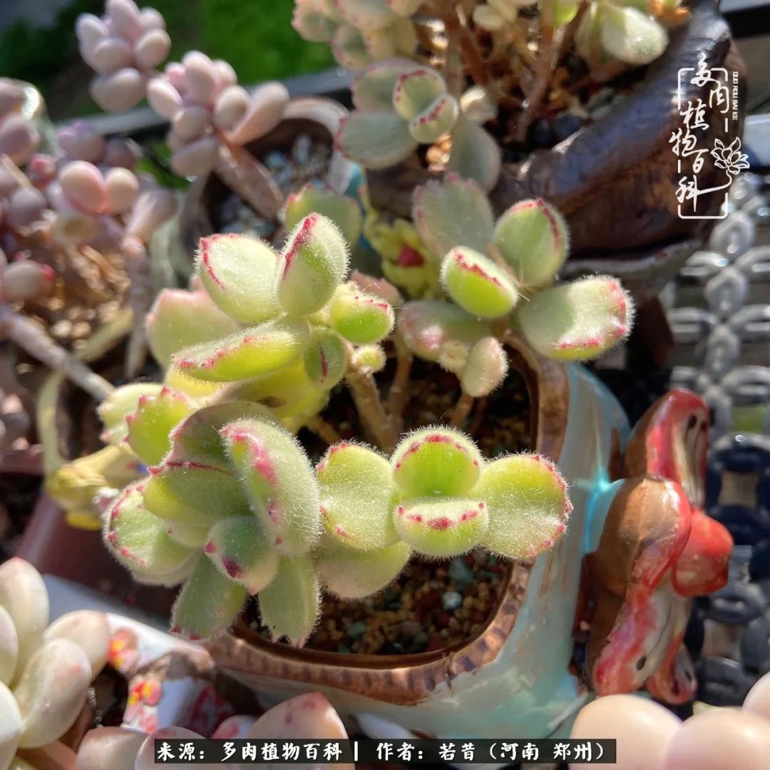 迷你小院儿,种满多肉、花草和蔬果,沉醉在自己的世外桃源!