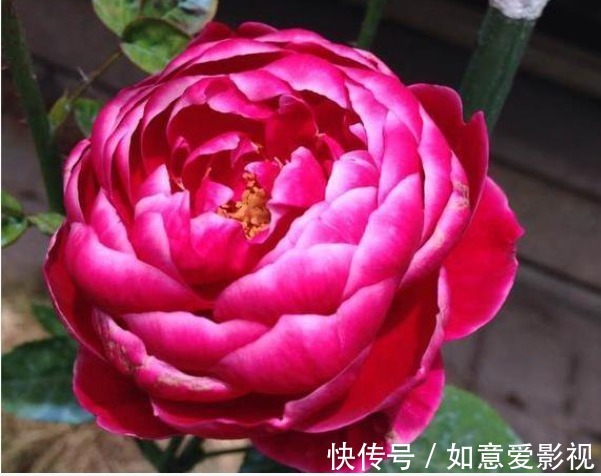 名菊|喜欢菊花，就养这几盆“珍稀名菊”，明亮夺目，极为浓艳！