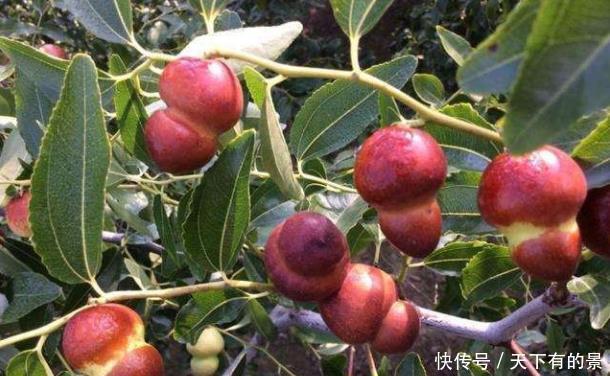 葫芦枣|因为变异演变的一种枣,却因为网络“爆红”,市场卖到80元一斤