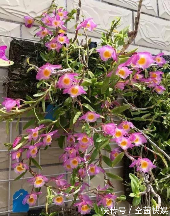 棕榈皮|门前石头上长了一丛草,朋友出1000元来买,开起花来真漂亮!