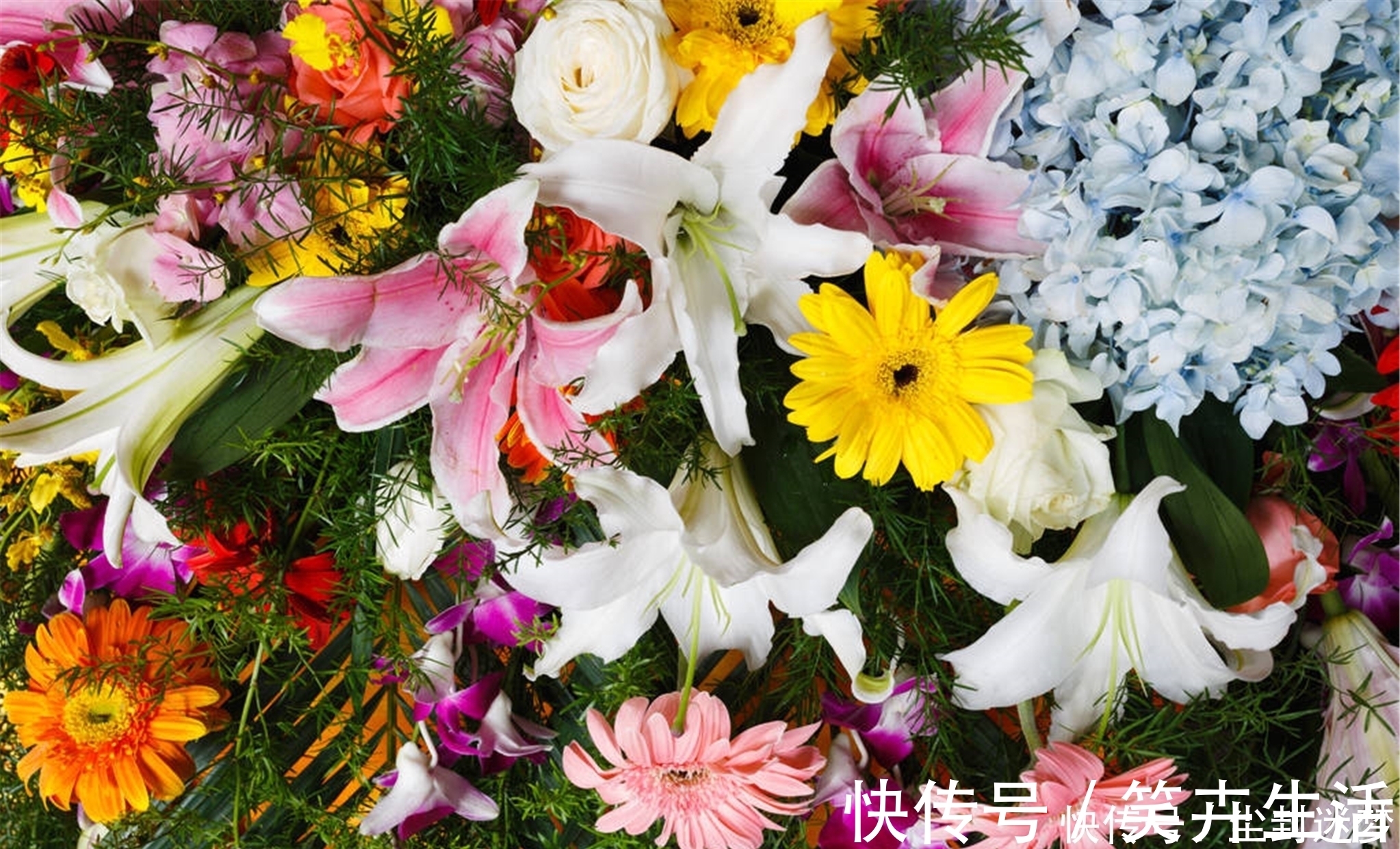 4种年宵花,盆栽美丽、插花诗意,高端大气春暖花开、幸福四季