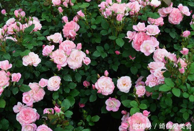 土质|月季盆栽要领分享:作为养花人,收藏这一篇就够了!