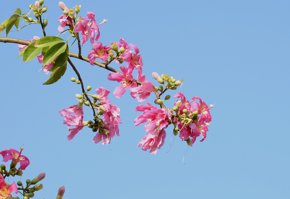 此花有着美人一般的花姿,是代表了非凡的美丽的花,而且秀色可餐
