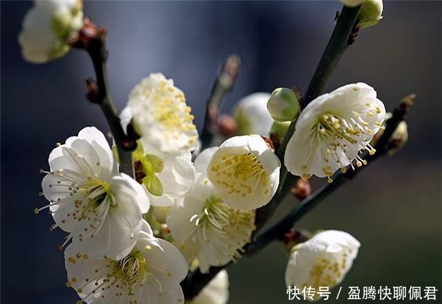 宁波赏梅好去处，这五大绝美花海，媲美西藏灵芝的十里桃源