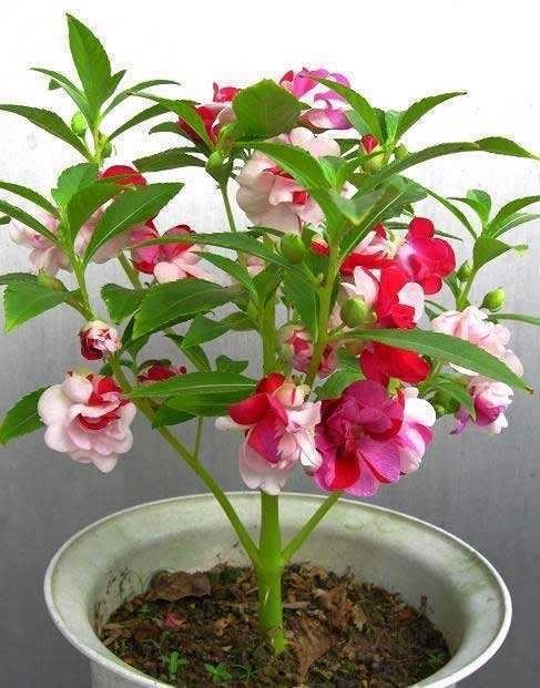 3种“开花机器”,掐个枝条,沾土就生根,泛滥100盆,都爆盆