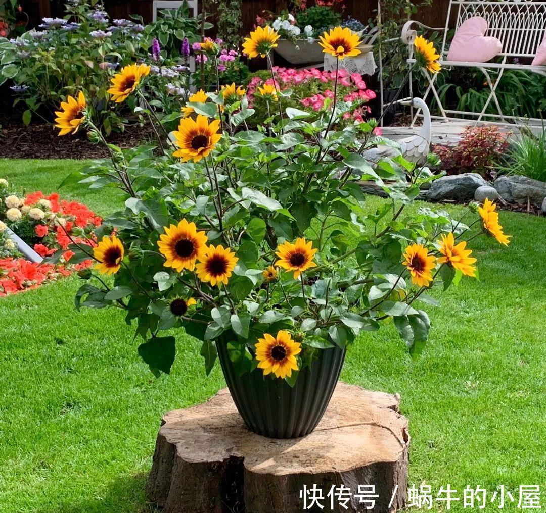 三角梅|7种“泼辣花”,耐晒又抗热,40度高温使劲晒,花苞满满晒出来