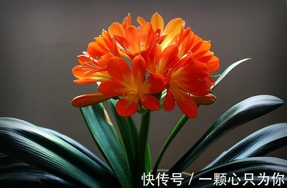 君子兰“夹箭”开不动?学会2招,只要7天,就把花箭拽出来